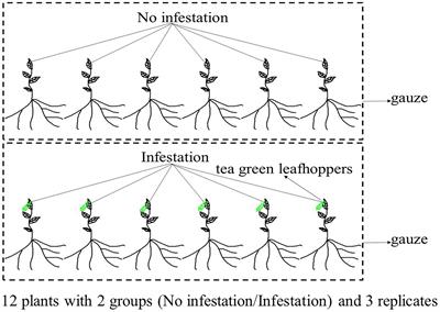 Chromosome-scale genome assembly of Camellia sinensis combined with multi-omics provides insights into its responses to infestation with green leafhoppers